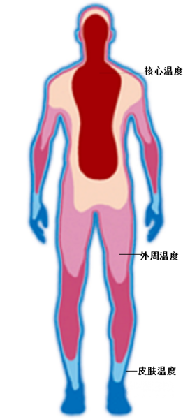 我们说人是一种恒温动物,指的是人体核心体温维持在围绕接近37℃的一