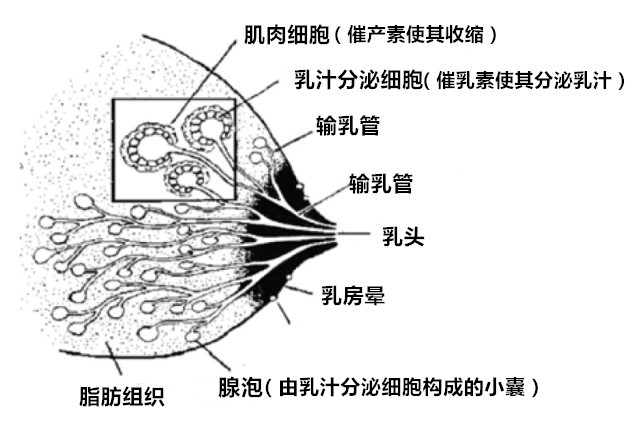 乳房解剖图|图片来源:ncbi.nlm.nih.gov