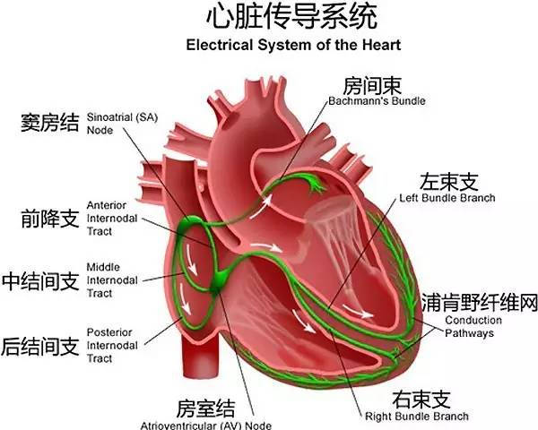 心脏病的分类