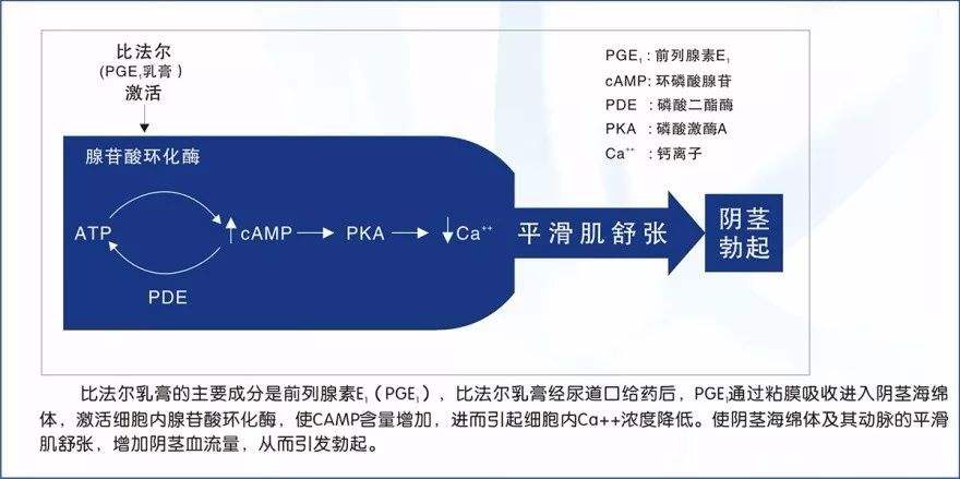 男人勃起功能障碍阳痿治疗最新进展