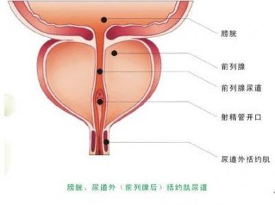 正常情况下成年男性每天可以排泌稀薄乳白色的前列腺液约0.5-2.0ml.