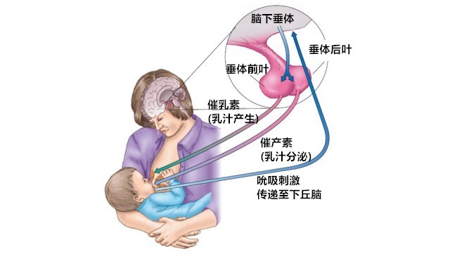 时,对乳头的刺激感会传递至妈妈的脑下垂体,脑下垂体前叶会分泌催乳素