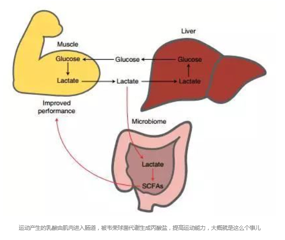 健康频道 运动产生的乳酸由肌肉进入肠道,被韦荣球菌代谢生成丙酸盐