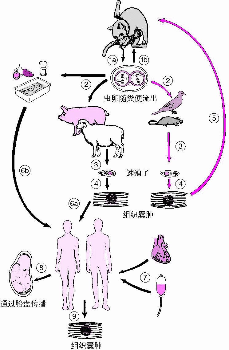 弓形虫的生活周期主要有中间宿主和终末宿主两个阶段,在中间宿主阶段