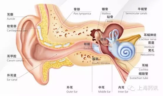 中耳位于外耳与内耳之间,包括鼓室,鼓窦,乳突和咽鼓管
