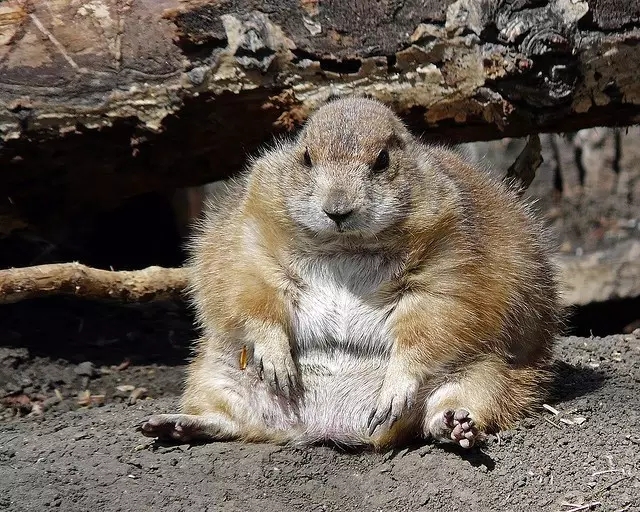 春雨医生 春雨医生