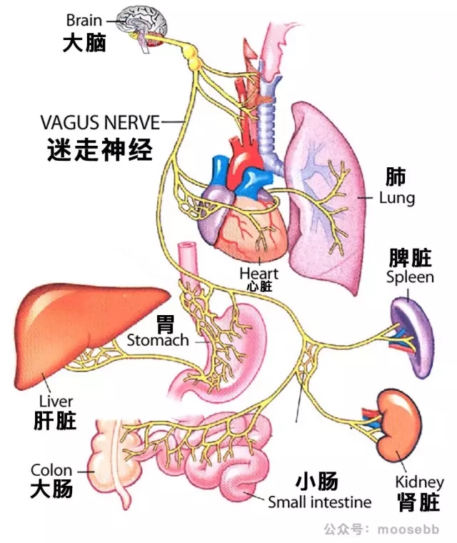 春雨医生