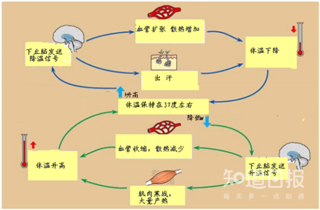 的正常组织都会造到免疫系统的攻击发生炎症,炎症过程产生的一些因子