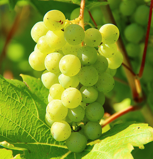 春雨医生 春雨医生