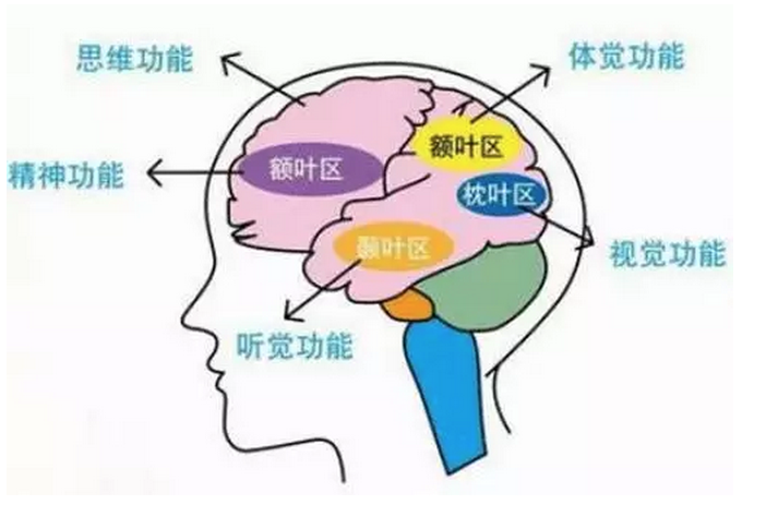 大脑语言中枢分布图图片