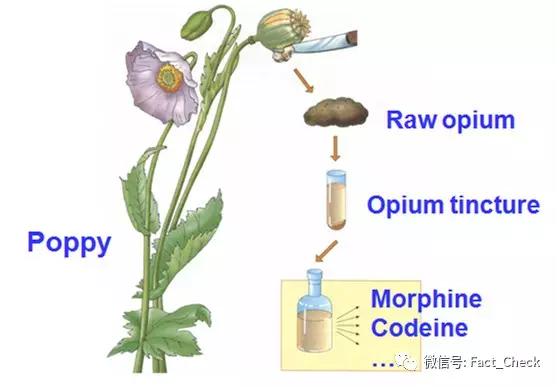 阿片类药物最开始是从罂粟中提取的生物碱,容易让人成瘾