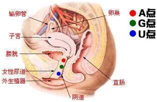 女性a点身体图片