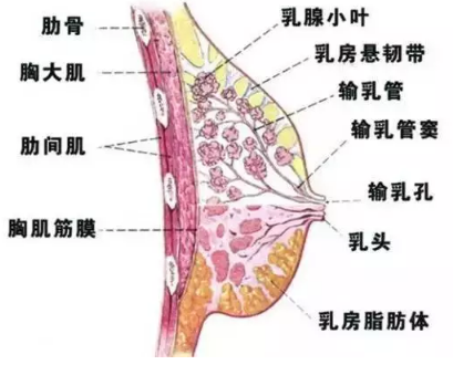 教你几招把胸变大