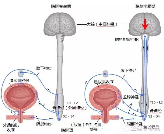 尿液储存与排尿时,中枢神经系统与外周神经系统的协调配合