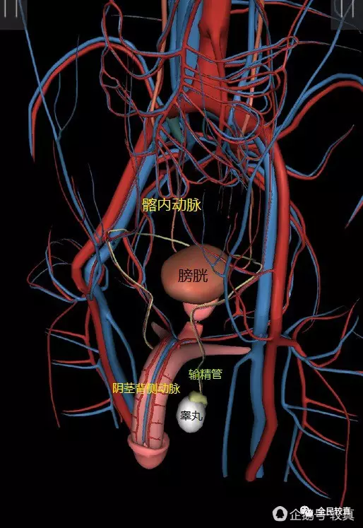 髂动脉位置图图片
