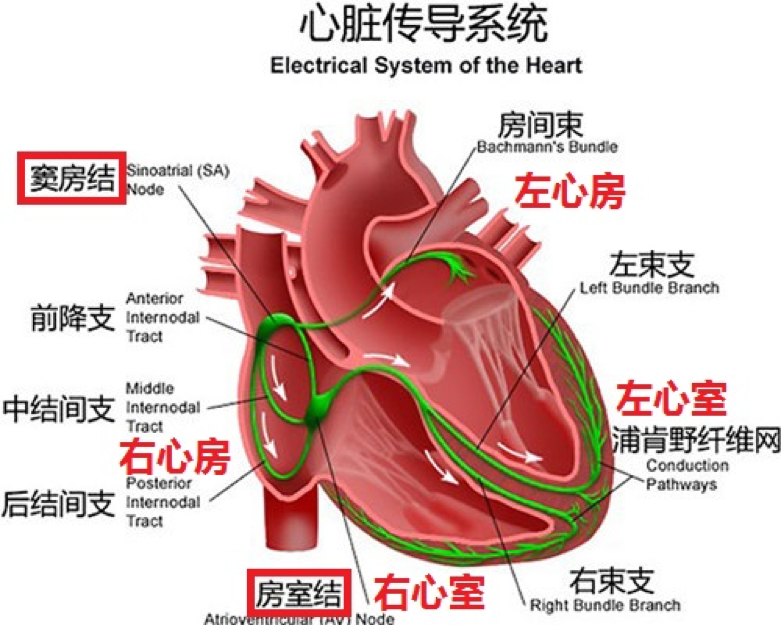 首先我们先要明白心脏是怎样正常工作的