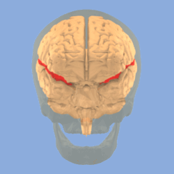 胎儿大脑外侧裂图片