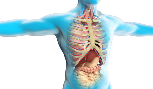胸口结构图位置疼痛图片