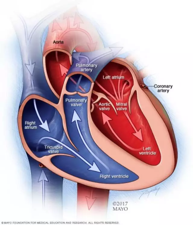 心脏泵血过程图片