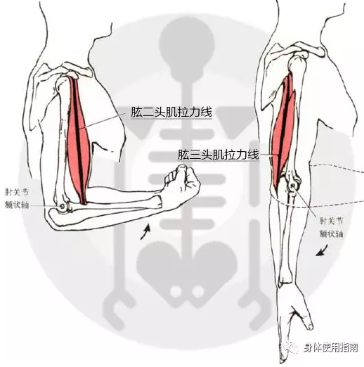 三角肌的肌拉力线图片
