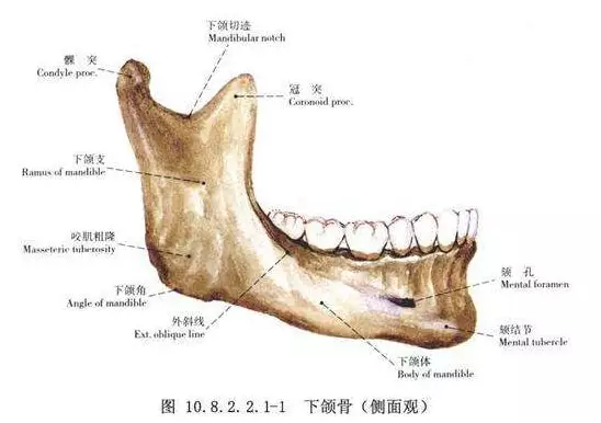 牙槽骨一二三四类图片图片