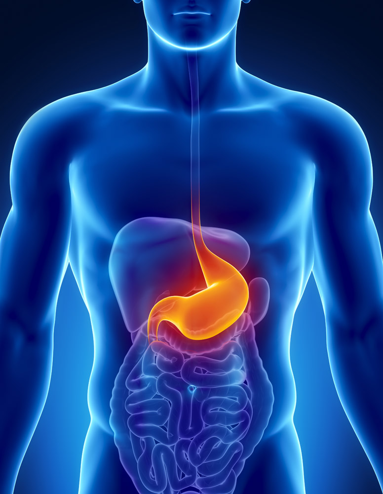 胃在人体正确位置图图片
