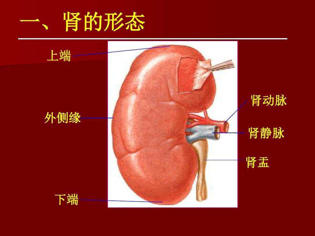 图326 肾的位置(后面观)-人体解剖学标本-医学