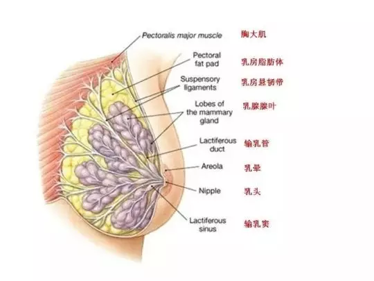 哺乳期乳腺组织图片