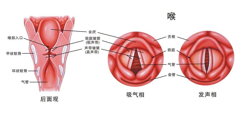 咽喉部位置图片