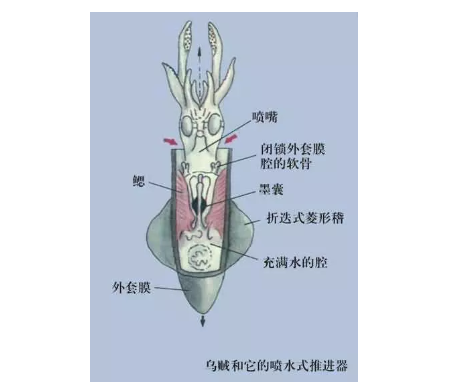 墨鱼解剖图图片