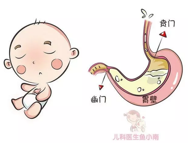 三个月宝宝胃示意图图片