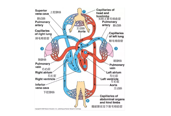 血液循环由体循环和肺循环两条途径构成的双循环