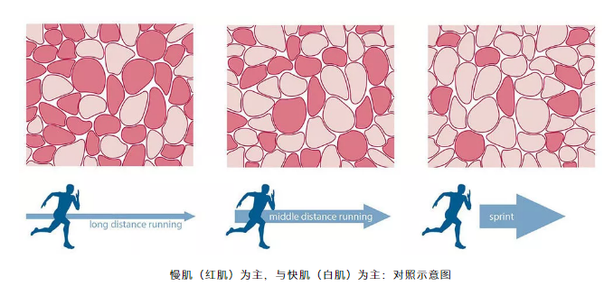 慢肌(红肌)为主,与快肌(白肌)为主:对照示意图