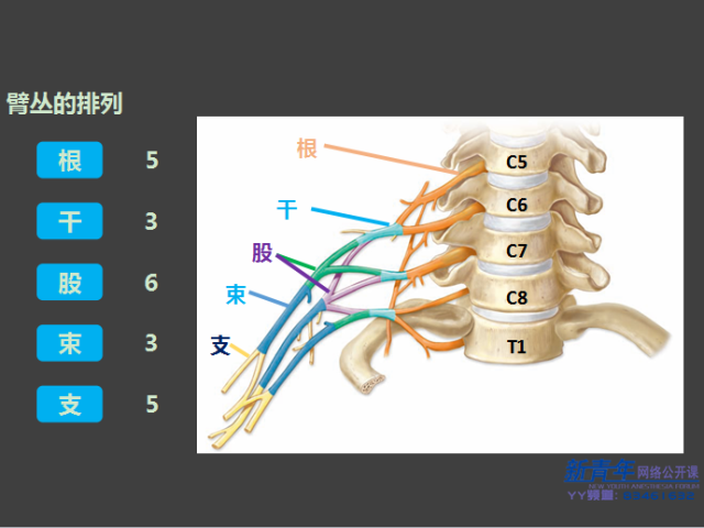 臂丛神经体表投影位置图片