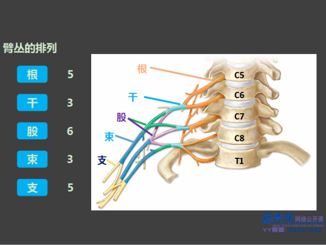 臂丛神经损伤是怎么回事?该怎么治疗?