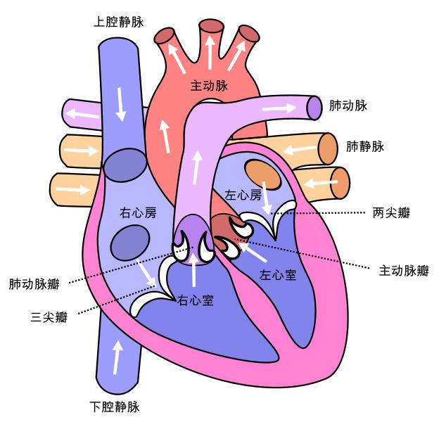 心内膜示意图图片