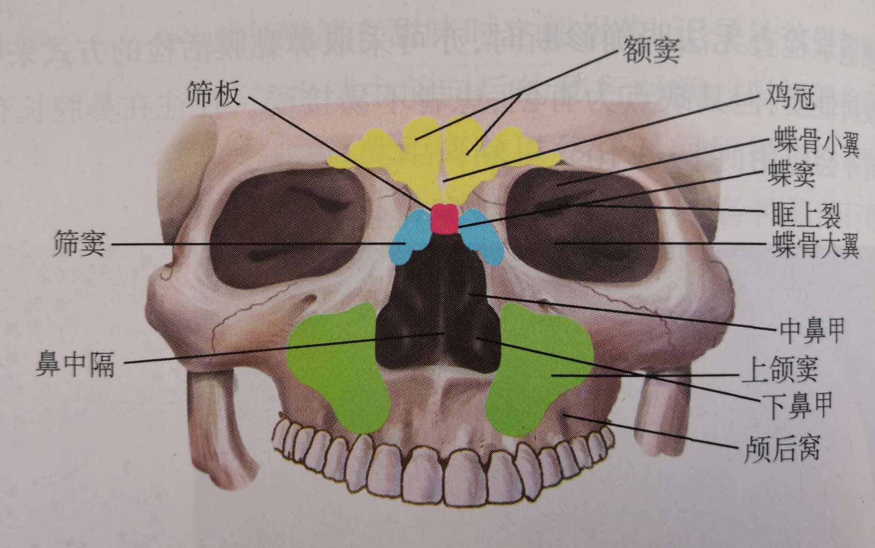 鼻窦区示意图图片