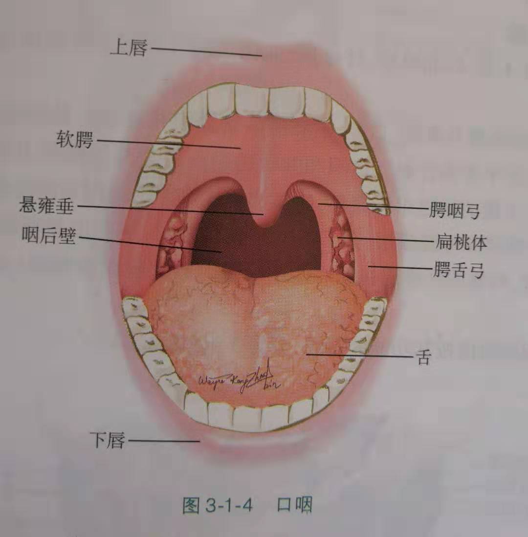 喉咙各个部位名称图图片