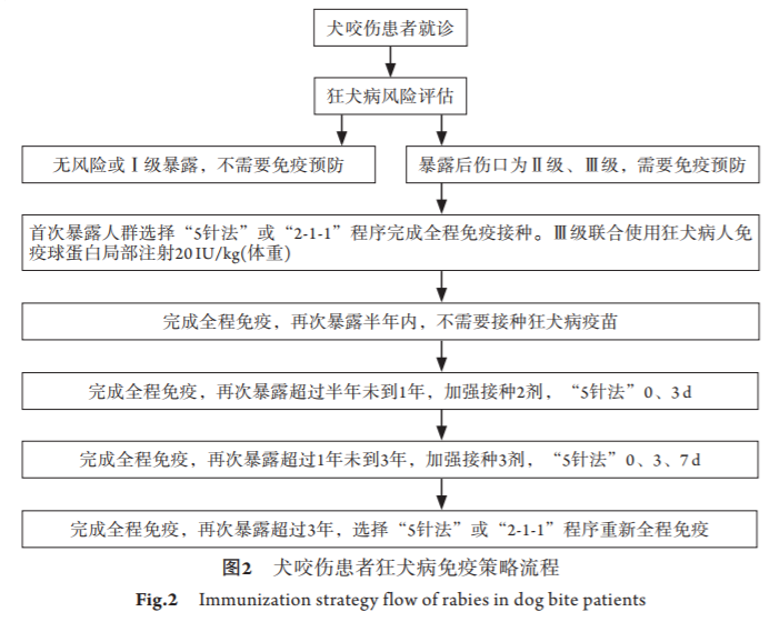 缺陷的ii級暴露病例應當在傷口部位充分浸潤注射狂犬病人免疫球蛋白