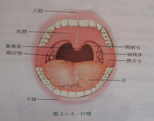 咽扁桃体解剖图图片