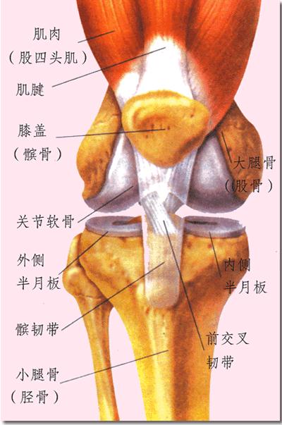 膝关节的结构图半月板图片