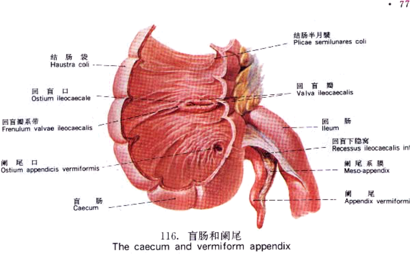 7cm,阑尾为一管状器官,远端为盲端,近端开口于盲肠,位于回盲瓣下方2