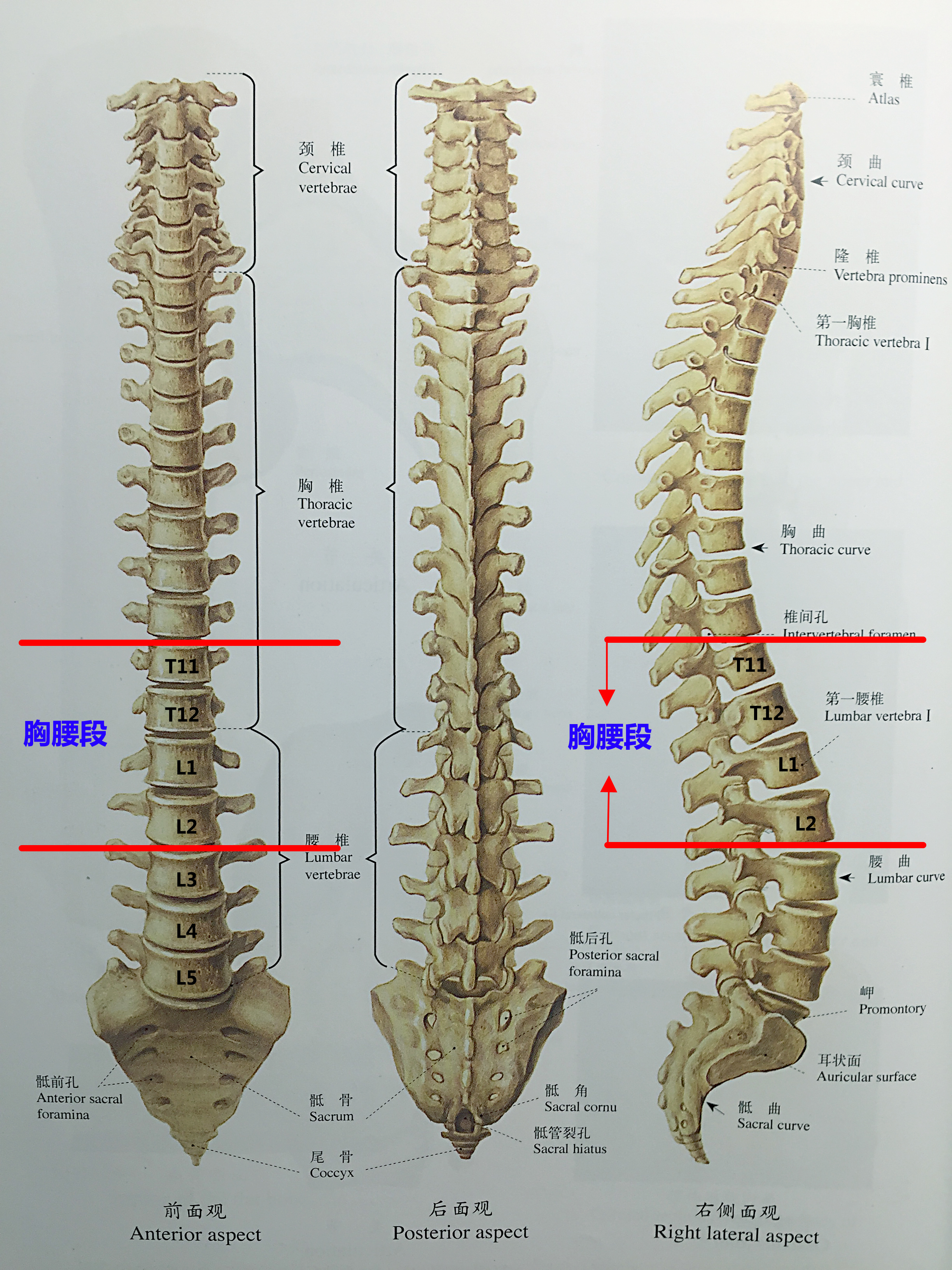 t12l1椎体的位置图图片