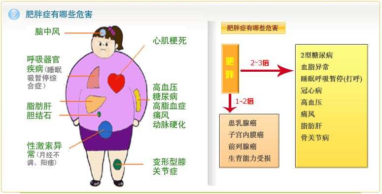 目的是分析自己的肥胖情况