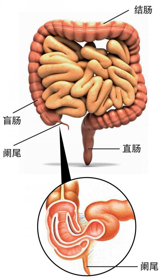 是人体消化系统的重要组成部分,为消化道的下段.