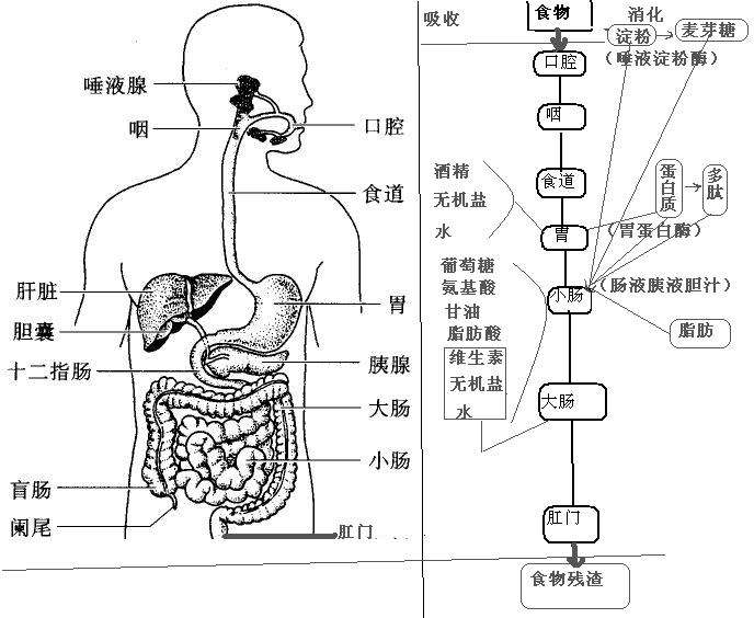 绘制消化系统结构图图片