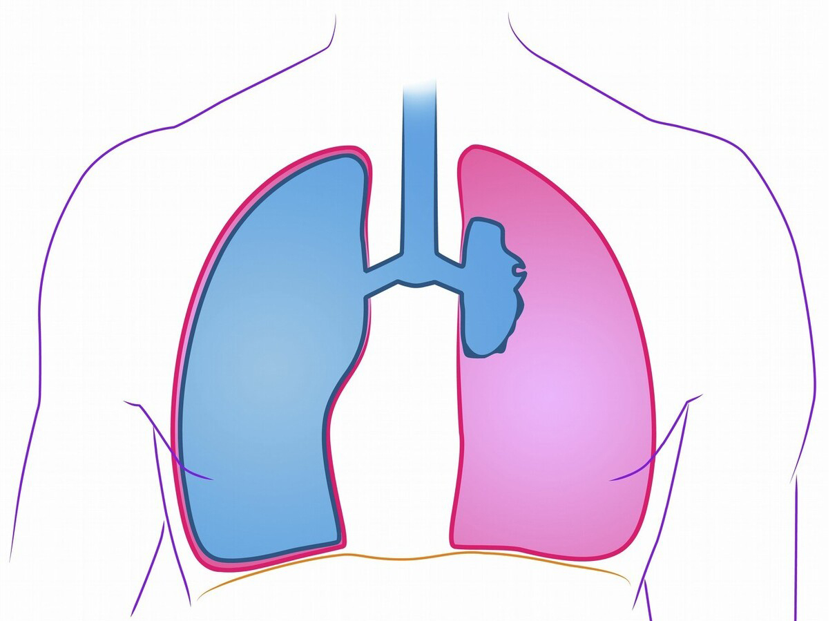 肺在左边还是右边图片