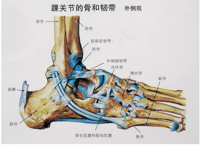 脚踝怎么读图片