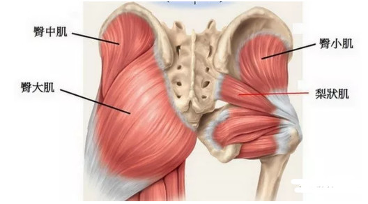 侧腰方肌阔筋膜张肌产生代偿髋外展肌薄弱(臀中肌,臀小肌),内收肌紧张