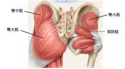 髋外展肌内收肌失衡导致弯腰时疼痛腘绳肌代偿性收缩伸